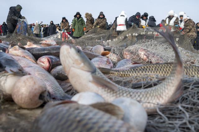 (260117) -- HARBIN, Jan. 17, 2026 (Xinhua) -- Fishermen haul a fishing net out of the frozen surface of the lake during the 2026 Xingkai Lake winter fishing festival at Xingkai Lake in northeast China's Heilongjiang Province, Jan. 17, 2026. The festival was kicked off on Saturday on the shore of Xingkai Lake, a boundary lake between China and Russia, presenting a fully-integrated immersive experience in folk arts, sports and amusements for visitors. (Xinhua/Zhang Tao)