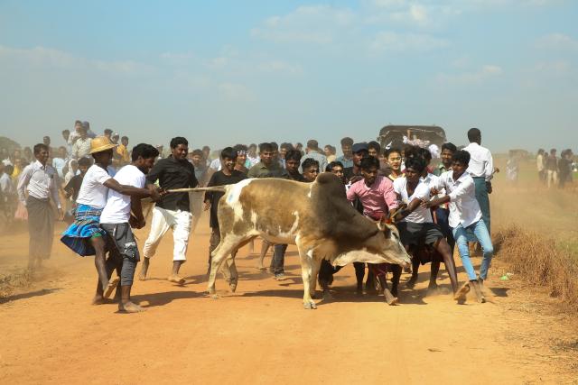 (260117) -- YANGON, Jan. 17, 2026 (Xinhua) -- People try to control a bull during a traditional bull-taming festival called Jallikattu in Kyauktan township on the outskirts of Yangon, Myanmar, Jan. 17, 2026. (Xinhua/Myo Kyaw Soe)