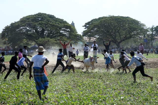 (260117) -- YANGON, Jan. 17, 2026 (Xinhua) -- People try to control a bull during a traditional bull-taming festival called Jallikattu in Kyauktan township on the outskirts of Yangon, Myanmar, Jan. 17, 2026. (Xinhua/Myo Kyaw Soe)