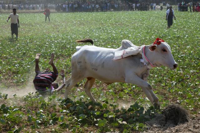 (260117) -- YANGON, Jan. 17, 2026 (Xinhua) -- A man falls during a traditional bull-taming festival called Jallikattu in Kyauktan township on the outskirts of Yangon, Myanmar, Jan. 17, 2026. (Xinhua/Myo Kyaw Soe)