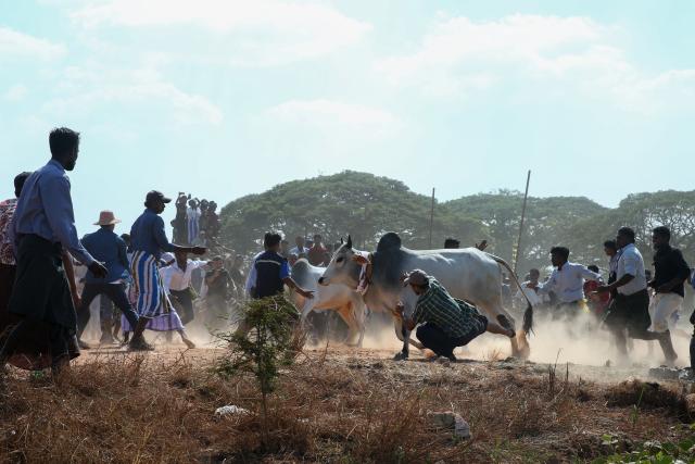 (260117) -- YANGON, Jan. 17, 2026 (Xinhua) -- People try to control bulls during a traditional bull-taming festival called Jallikattu in Kyauktan township on the outskirts of Yangon, Myanmar, Jan. 17, 2026. (Xinhua/Myo Kyaw Soe)