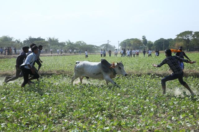 (260117) -- YANGON, Jan. 17, 2026 (Xinhua) -- People try to control a bull during a traditional bull-taming festival called Jallikattu in Kyauktan township on the outskirts of Yangon, Myanmar, Jan. 17, 2026. (Xinhua/Myo Kyaw Soe)