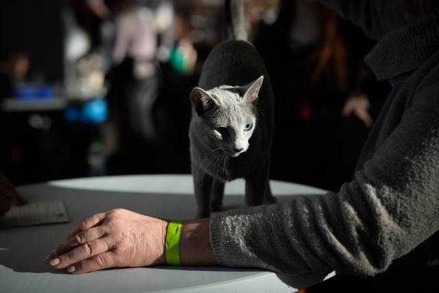 (260118) -- WARSAW, Jan. 18, 2026 (Xinhua) -- A Russian Blue cat is pictured during an international show of purebred cats in Warsaw, Poland, on Jan. 17, 2026. Around 200 cats of various breeds were showcased at the event organized by Poland's cat fanciers association SMK Jedynka. (Photo by Jaap Arriens/Xinhua)