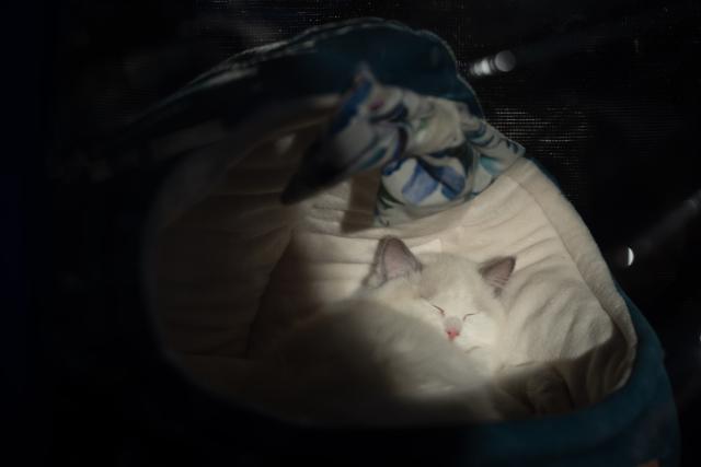 (260118) -- WARSAW, Jan. 18, 2026 (Xinhua) -- A Ragdoll kitten rests in its bed during an international show of purebred cats in Warsaw, Poland, on Jan. 17, 2026. Around 200 cats of various breeds were showcased at the event organized by Poland's cat fanciers association SMK Jedynka. (Photo by Jaap Arriens/Xinhua)