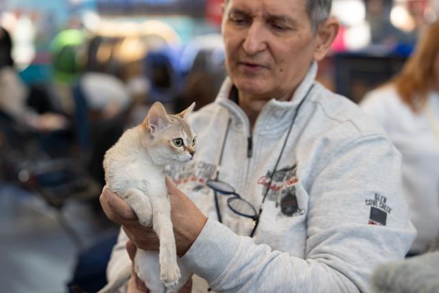 (260118) -- WARSAW, Jan. 18, 2026 (Xinhua) -- A breeder presents a Singapura cat during an international show of purebred cats in Warsaw, Poland, on Jan. 17, 2026. Around 200 cats of various breeds were showcased at the event organized by Poland's cat fanciers association SMK Jedynka. (Photo by Jaap Arriens/Xinhua)