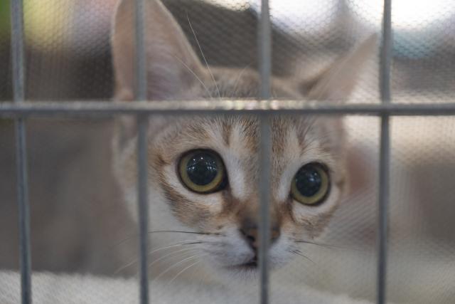 (260118) -- WARSAW, Jan. 18, 2026 (Xinhua) -- A Singapura cat looks out from its enclosure during an international show of purebred cats in Warsaw, Poland, on Jan. 17, 2026. Around 200 cats of various breeds were showcased at the event organized by Poland's cat fanciers association SMK Jedynka. (Photo by Jaap Arriens/Xinhua)