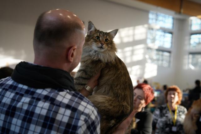 (260118) -- WARSAW, Jan. 18, 2026 (Xinhua) -- A breeder holds a Norwegian Forest cat during an international show of purebred cats in Warsaw, Poland, on Jan. 17, 2026. Around 200 cats of various breeds were showcased at the event organized by Poland's cat fanciers association SMK Jedynka. (Photo by Jaap Arriens/Xinhua)