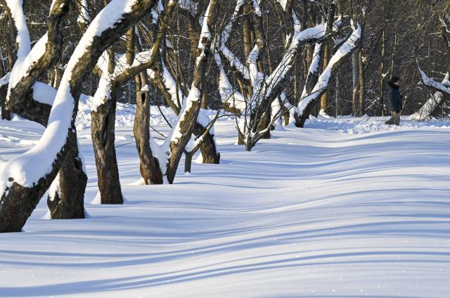 (260118) -- MOSCOW, Jan. 18, 2026 (Xinhua) -- A man walks at the Kolomenskoye park in Moscow, Russia, on Jan. 17, 2026. (Xinhua/Hao Jianwei)