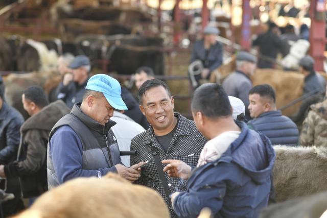 (260118) -- YINING, Jan. 18, 2026 (Xinhua) -- Ma Jun (C) helps a client (L) from northwest China's Qinghai Province purchase cattle at Huanggong Bazaar, Xinjiang's largest livestock market, in northwest China's Xinjiang Uygur Autonomous Region, on Dec. 1, 2025. TO GO WITH "Feature: Livestock brokers in China's Xinjiang seize their moment" (Xinhua/Hu Huhu)