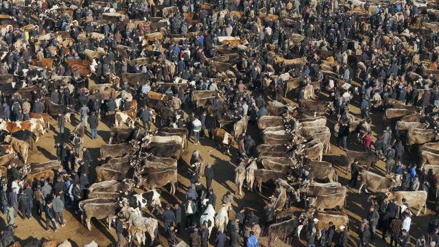(260118) -- YINING, Jan. 18, 2026 (Xinhua) -- A drone photo taken on Dec. 3, 2025 shows a view of the cattle trading area of Huanggong Bazaar, Xinjiang's largest livestock market, in northwest China's Xinjiang Uygur Autonomous Region. TO GO WITH "Feature: Livestock brokers in China's Xinjiang seize their moment" (Xinhua/Hu Huhu)