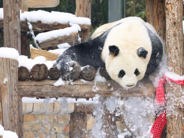 (260118) -- BEIJING, Jan. 18, 2026 (Xinhua) -- A giant panda plays with snow at the Beijing Zoo after a snowfall in Beijing, capital of China, Jan. 18, 2026. Beijing witnessed a snowfall this weekend. (Photo by Wang Hanqi/Xinhua)