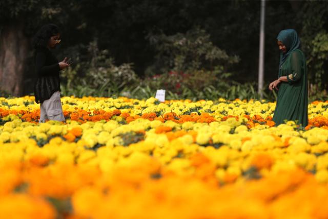 (260118) -- DHAKA, Jan. 18, 2026 (Xinhua) -- Visitors enjoy themselves among blooming flowers at Ramna Park in Dhaka, Bangladesh, Jan. 18, 2026. (Photo by Habibur Rahman/Xinhua)