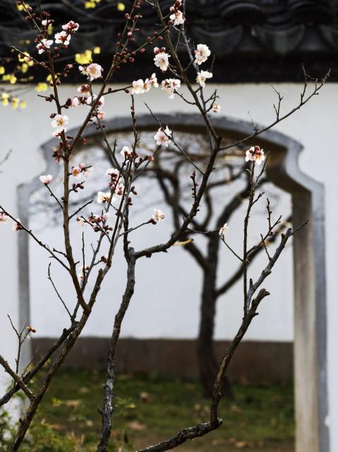 (260118) -- BEIJING, Jan. 18, 2026 (Xinhua) -- Plum blossoms are seen in Meihuashan scenic area of Nanjing, east China's Jiangsu Province, Jan. 14, 2026. (Photo by Sun Zhongnan/Xinhua)