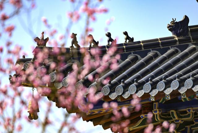 (260118) -- BEIJING, Jan. 18, 2026 (Xinhua) -- Plum blossoms are seen in Meihuashan scenic area of Nanjing, east China's Jiangsu Province, Jan. 15, 2026. (Photo by Yang Suping/Xinhua)