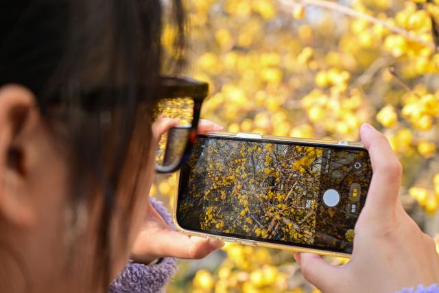 (260118) -- BEIJING, Jan. 18, 2026 (Xinhua) -- A woman takes photos of wintersweet blossoms in Huai'an, east China's Jiangsu Province, Jan. 13, 2026. (Photo by Liang Debin/Xinhua)
