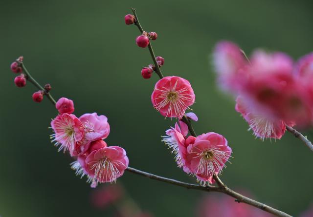 (260118) -- BEIJING, Jan. 18, 2026 (Xinhua) -- Plum blossoms are seen in Kaili, southwest China's Guizhou Province, Jan. 17, 2026. (Photo by Liang Huibo/Xinhua)