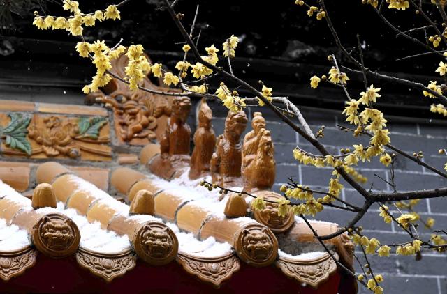 (260118) -- BEIJING, Jan. 18, 2026 (Xinhua) -- Wintersweet blossoms are seen in Shijiazhuang, north China's Hebei Province, Jan. 18, 2026. (Photo by Chen Qibao/Xinhua)