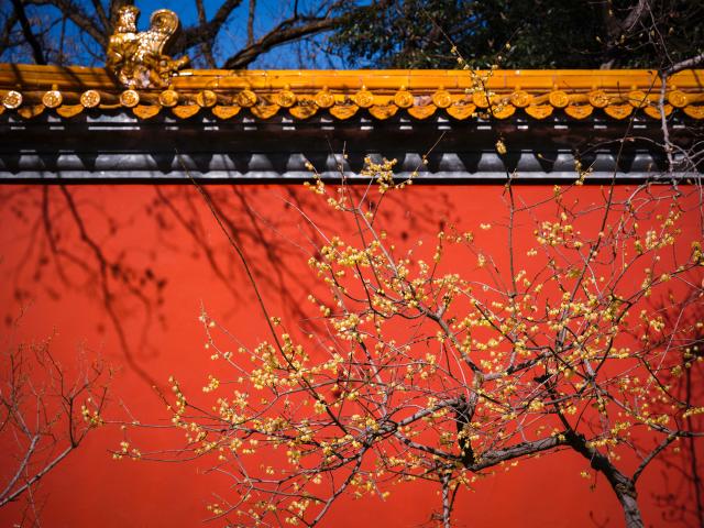 (260118) -- BEIJING, Jan. 18, 2026 (Xinhua) -- Wintersweet blossoms are seen at the imperial Xiaoling Mausoleum, the burial site of the Ming Dynasty's (1368-1644) founding emperor Zhu Yuanzhang, in Nanjing, east China's Jiangsu Province, Jan. 11, 2026. (Photo by Su Yang/Xinhua)
