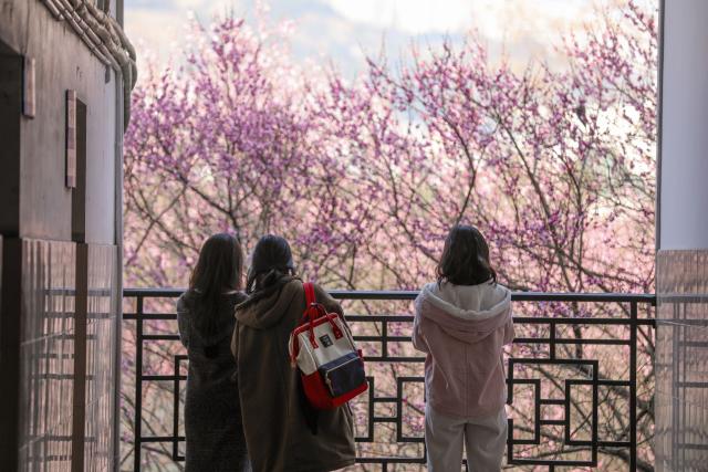 (260118) -- BEIJING, Jan. 18, 2026 (Xinhua) -- People enjoy plum blossoms at Jishou University in Xiangxi Tujia and Miao Autonomous Prefecture, central China's Hunan Province, Jan. 15, 2026. (Photo by Peng Biao/Xinhua)