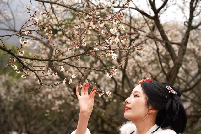 (260118) -- BEIJING, Jan. 18, 2026 (Xinhua) -- A woman looks at a plum blossom in Chaoshan mountain scenic area of Hangzhou, east China's Zhejiang Province, Jan. 18, 2026. (Photo by Zhuang Yingchang/Xinhua)