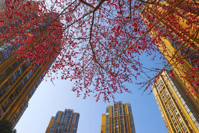 (260118) -- BEIJING, Jan. 18, 2026 (Xinhua) -- Plum blossoms are seen in Qianjiang District of Chongqing, southwest China, Jan. 13, 2026. (Photo by Yang Min/Xinhua)