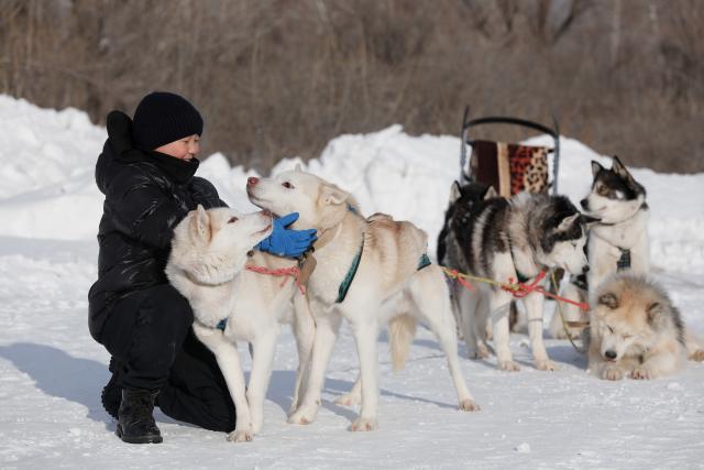 (260119) -- ASTANA, Jan. 19, 2026 (Xinhua) -- A child plays with husky sled dogs in Astana, Kazakhstan, Jan. 18, 2026. (Photo by Kalizhan Ospanov/Xinhua)