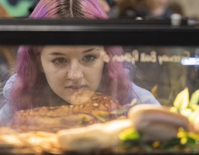 (260119) -- MISSISSAUGA, Jan. 19, 2026 (Xinhua) -- A woman looks at a pet snake during the Reptile and Plant Expo in Mississauga, Ontario, Canada, Jan. 18, 2026. (Photo by Zou Zheng/Xinhua)