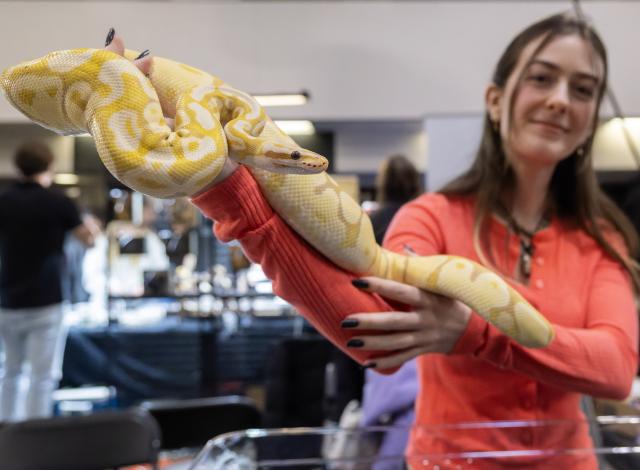 (260119) -- MISSISSAUGA, Jan. 19, 2026 (Xinhua) -- A woman displays a pet snake during the Reptile and Plant Expo in Mississauga, Ontario, Canada, Jan. 18, 2026. (Photo by Zou Zheng/Xinhua)