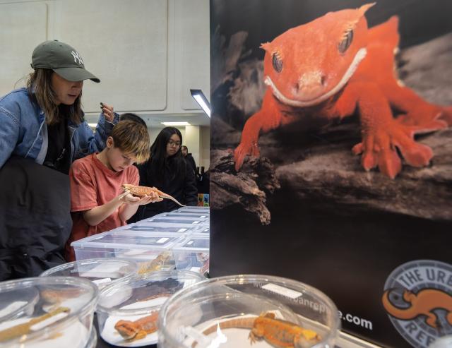 (260119) -- MISSISSAUGA, Jan. 19, 2026 (Xinhua) -- A boy looks at a bearded dragon during the Reptile and Plant Expo in Mississauga, Ontario, Canada, Jan. 18, 2026. (Photo by Zou Zheng/Xinhua)