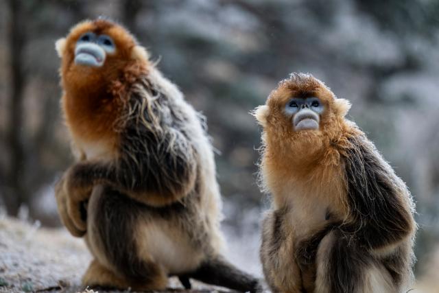 (260119) -- SHENNONGJIA, Jan. 19, 2026 (Xinhua) -- This photo taken on Jan. 19, 2026 shows golden snub-nosed monkeys at the Dalongtan Golden Monkey Research Center in Shennongjia National Park under the Shennongjia Forestry District, central China's Hubei Province. The district is now home to 11 populations of golden snub-nosed monkeys, totaling 1,618 individuals, with a habitat area of 401 square kilometers. (Xinhua/Wu Zhizun)