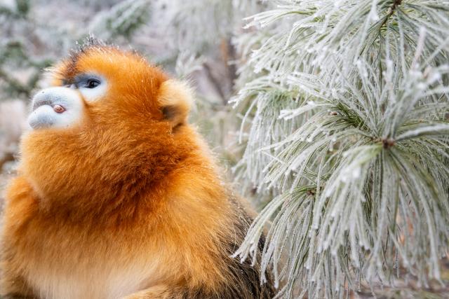 (260119) -- SHENNONGJIA, Jan. 19, 2026 (Xinhua) -- This photo taken on Jan. 19, 2026 shows a golden snub-nosed monkey at the Dalongtan Golden Monkey Research Center in Shennongjia National Park under the Shennongjia Forestry District, central China's Hubei Province. The district is now home to 11 populations of golden snub-nosed monkeys, totaling 1,618 individuals, with a habitat area of 401 square kilometers. (Xinhua/Wu Zhizun)