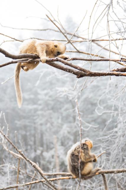 (260119) -- SHENNONGJIA, Jan. 19, 2026 (Xinhua) -- This photo taken on Jan. 19, 2026 shows golden snub-nosed monkeys at the Dalongtan Golden Monkey Research Center in Shennongjia National Park under the Shennongjia Forestry District, central China's Hubei Province. The district is now home to 11 populations of golden snub-nosed monkeys, totaling 1,618 individuals, with a habitat area of 401 square kilometers. (Xinhua/Wu Zhizun)