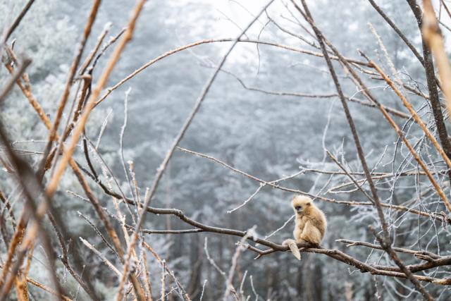 (260119) -- SHENNONGJIA, Jan. 19, 2026 (Xinhua) -- This photo taken on Jan. 19, 2026 shows a golden snub-nosed monkey at the Dalongtan Golden Monkey Research Center in Shennongjia National Park under the Shennongjia Forestry District, central China's Hubei Province. The district is now home to 11 populations of golden snub-nosed monkeys, totaling 1,618 individuals, with a habitat area of 401 square kilometers. (Xinhua/Wu Zhizun)