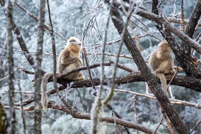 (260119) -- SHENNONGJIA, Jan. 19, 2026 (Xinhua) -- This photo taken on Jan. 19, 2026 shows golden snub-nosed monkeys at the Dalongtan Golden Monkey Research Center in Shennongjia National Park under the Shennongjia Forestry District, central China's Hubei Province. The district is now home to 11 populations of golden snub-nosed monkeys, totaling 1,618 individuals, with a habitat area of 401 square kilometers. (Xinhua/Du Zixuan)