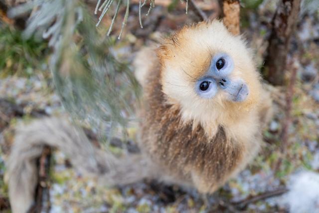 (260119) -- SHENNONGJIA, Jan. 19, 2026 (Xinhua) -- This photo taken on Jan. 19, 2026 shows a golden snub-nosed monkey at the Dalongtan Golden Monkey Research Center in Shennongjia National Park under the Shennongjia Forestry District, central China's Hubei Province. The district is now home to 11 populations of golden snub-nosed monkeys, totaling 1,618 individuals, with a habitat area of 401 square kilometers. (Xinhua/Wu Zhizun)