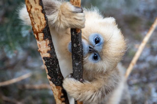 (260119) -- SHENNONGJIA, Jan. 19, 2026 (Xinhua) -- This photo taken on Jan. 19, 2026 shows a golden snub-nosed monkey at the Dalongtan Golden Monkey Research Center in Shennongjia National Park under the Shennongjia Forestry District, central China's Hubei Province. The district is now home to 11 populations of golden snub-nosed monkeys, totaling 1,618 individuals, with a habitat area of 401 square kilometers. (Xinhua/Du Zixuan)
