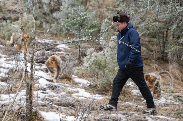 (260119) -- SHENNONGJIA, Jan. 19, 2026 (Xinhua) -- A researcher checks the condition of golden snub-nosed monkeys at the Dalongtan Golden Monkey Research Center in Shennongjia National Park under the Shennongjia Forestry District, central China's Hubei Province, Jan. 19, 2026. The district is now home to 11 populations of golden snub-nosed monkeys, totaling 1,618 individuals, with a habitat area of 401 square kilometers. (Xinhua/Du Zixuan)