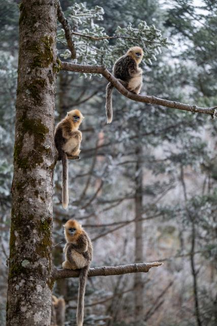 (260120) -- BEIJING, Jan. 20, 2026 (Xinhua) -- This photo taken on Jan. 19, 2026 shows golden snub-nosed monkeys at the Dalongtan Golden Monkey Research Center in Shennongjia National Park under the Shennongjia Forestry District, central China's Hubei Province. The district is now home to 11 populations of golden snub-nosed monkeys, totaling 1,618 individuals, with a habitat area of 401 square kilometers. (Xinhua/Wu Zhizun)