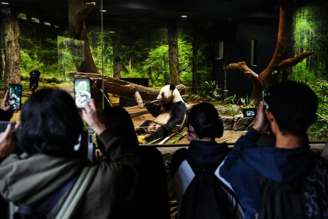(260120) -- TOKYO, Jan. 20, 2026 (Xinhua) -- Visitors take photos of giant panda Lei Lei at Ueno Zoo in Tokyo, Japan, Dec. 25, 2025. Giant pandas Xiao Xiao and Lei Lei, currently residing at a zoo in Tokyo, will depart for China on Jan. 27, marking the first time in about half a century that Japan will be without any pandas, local media reported. (Xinhua/Jia Haocheng)