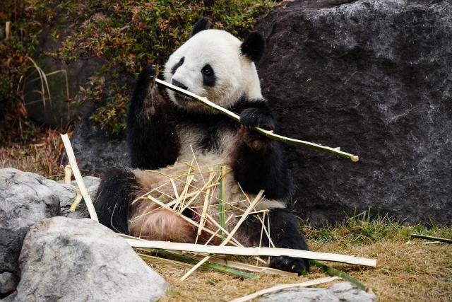 (260120) -- TOKYO, Jan. 20, 2026 (Xinhua) -- Giant panda Xiao Xiao is seen at Ueno Zoo in Tokyo, Japan, Dec. 25, 2025. Giant pandas Xiao Xiao and Lei Lei, currently residing at a zoo in Tokyo, will depart for China on Jan. 27, marking the first time in about half a century that Japan will be without any pandas, local media reported. (Xinhua/Jia Haocheng)