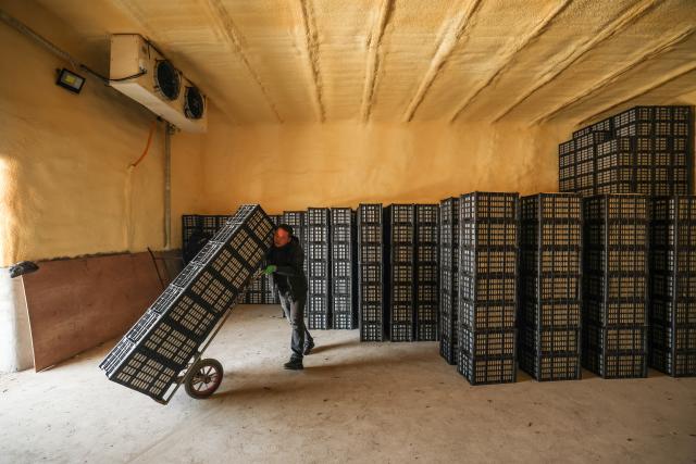 (260121) -- HULUDAO, Jan. 21, 2026 (Xinhua) -- A villager moves fruits inside a newly-built thermostatic storage facility at Zhujiagou Village, Suizhong County, Huludao City, northeast China's Liaoning Province, Jan. 20, 2026. Huludao was severely affected by floods in August 2024, and the low-lying Zhujiagou Village of Suizhong County used to be among the hardest-hit rural areas in the city. The village has undergone a complete transformation thanks to swift post-disaster reconstruction efforts. (Xinhua/Pan Yulong)