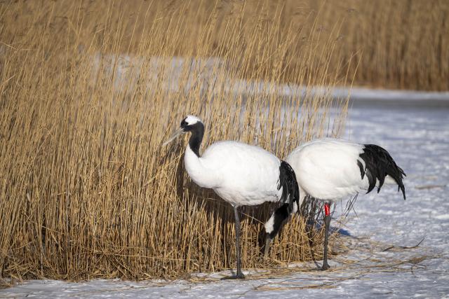 (260121) -- HARBIN, Jan. 21, 2026 (Xinhua) -- Red-crowned cranes are pictured at the Zhalong National Nature Reserve in northeast China's Heilongjiang Province, Jan. 21, 2026. (Xinhua/Zhang Tao)
