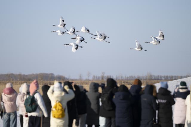 (260121) -- HARBIN, Jan. 21, 2026 (Xinhua) -- Visitors observe the red-crowned cranes at the Zhalong National Nature Reserve in northeast China's Heilongjiang Province, Jan. 21, 2026. (Xinhua/Zhang Tao)