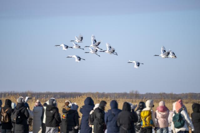 (260121) -- HARBIN, Jan. 21, 2026 (Xinhua) -- Visitors observe the red-crowned cranes at the Zhalong National Nature Reserve in northeast China's Heilongjiang Province, Jan. 21, 2026. (Xinhua/Zhang Tao)
