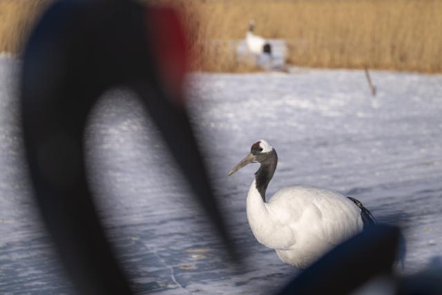 (260121) -- HARBIN, Jan. 21, 2026 (Xinhua) -- Red-crowned cranes are pictured at the Zhalong National Nature Reserve in northeast China's Heilongjiang Province, Jan. 21, 2026. (Xinhua/Zhang Tao)