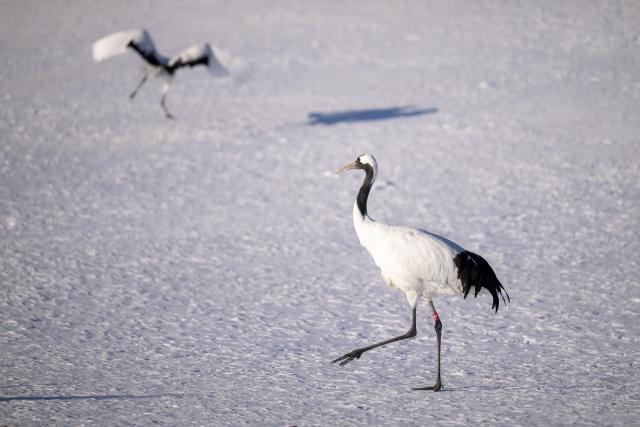 (260121) -- HARBIN, Jan. 21, 2026 (Xinhua) -- Red-crowned cranes are pictured at the Zhalong National Nature Reserve in northeast China's Heilongjiang Province, Jan. 21, 2026. (Xinhua/Zhang Tao)