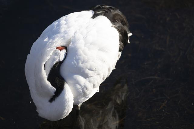 (260121) -- HARBIN, Jan. 21, 2026 (Xinhua) -- A red-crowned crane is pictured at the Zhalong National Nature Reserve in northeast China's Heilongjiang Province, Jan. 21, 2026. (Xinhua/Zhang Tao)