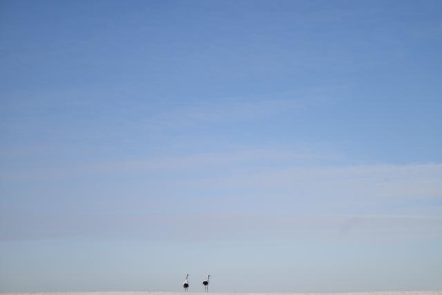 (260121) -- HARBIN, Jan. 21, 2026 (Xinhua) -- Red-crowned cranes are pictured at the Zhalong National Nature Reserve in northeast China's Heilongjiang Province, Jan. 21, 2026. (Xinhua/Zhang Tao)