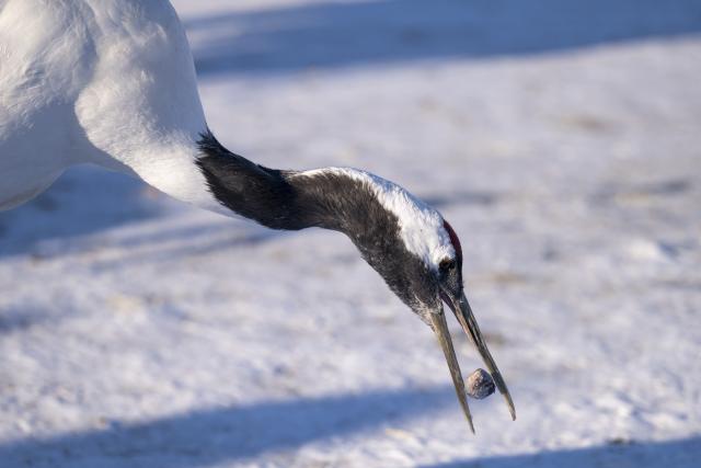 (260121) -- HARBIN, Jan. 21, 2026 (Xinhua) -- A red-crowned crane forages at the Zhalong National Nature Reserve in northeast China's Heilongjiang Province, Jan. 21, 2026. (Xinhua/Zhang Tao)