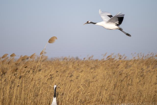 (260121) -- HARBIN, Jan. 21, 2026 (Xinhua) -- Red-crowned cranes are pictured at the Zhalong National Nature Reserve in northeast China's Heilongjiang Province, Jan. 21, 2026. (Xinhua/Zhang Tao)